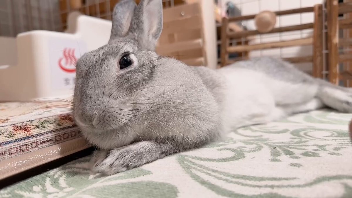うさぎ♡ 🐰『じーーーー👁️だお』 #うさぎ #うさぎのいる生活 #うさぎの