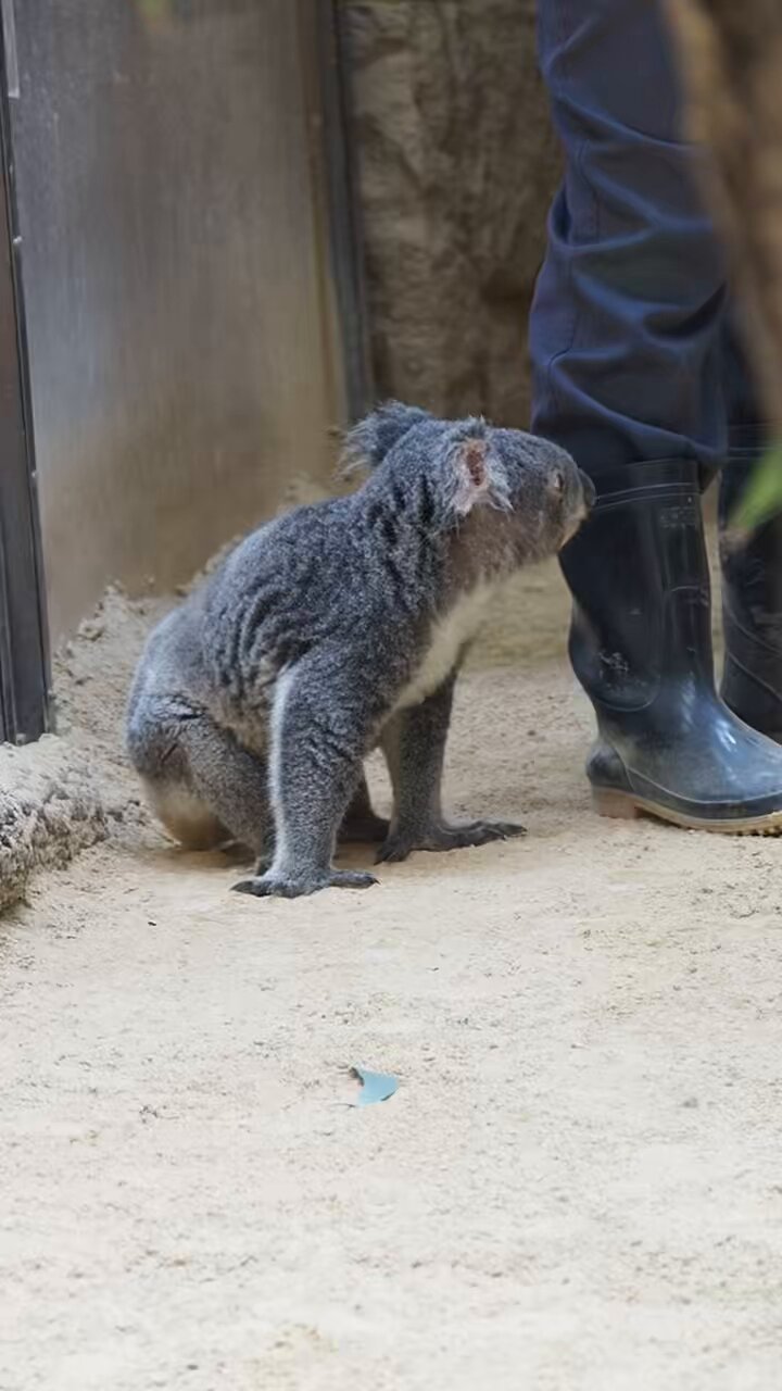 ワンダーコアラ やまこじ on X: 