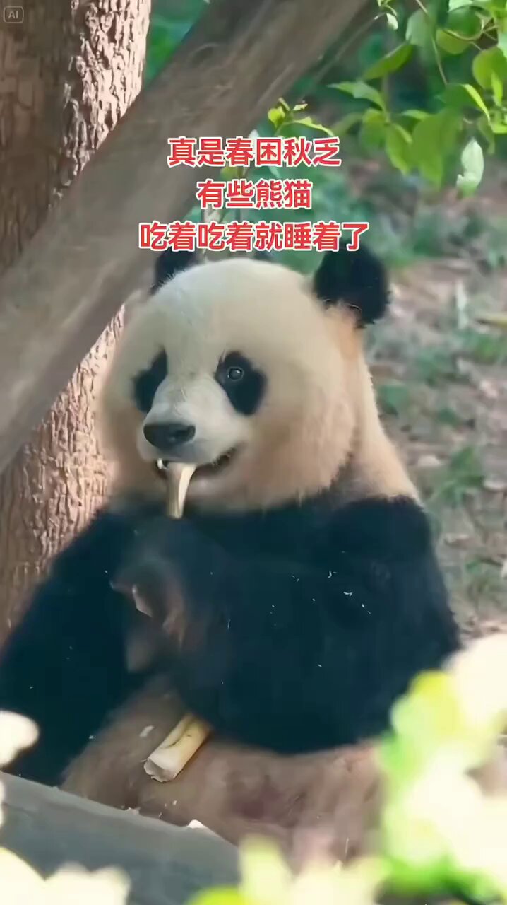 パンダ•*¨*•.¸♬︎ 🐼ぱんだふみ (@panda_fumi86) / X