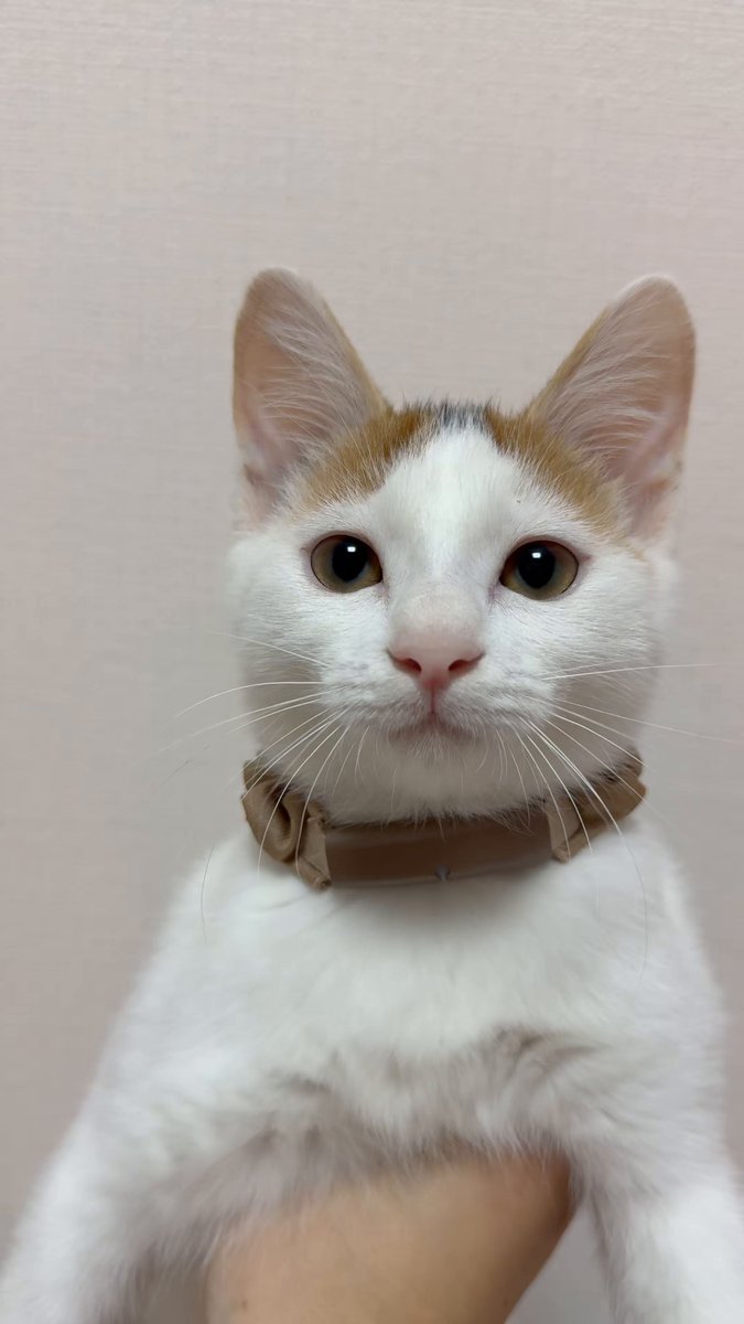 ねこ - Search / X