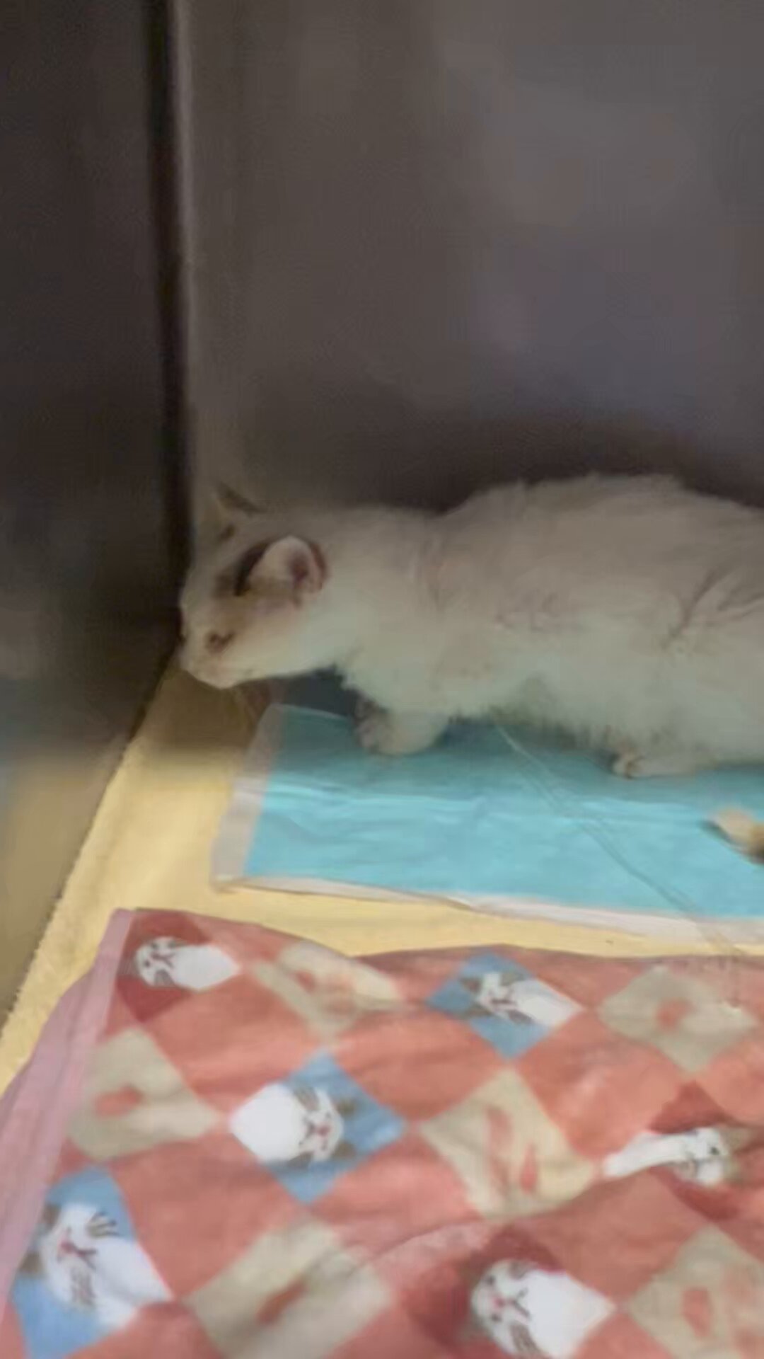 とらねこ 楽天市場】トラネコ トラ猫 虎猫 とらねこ とらねこ ネコ 子猫