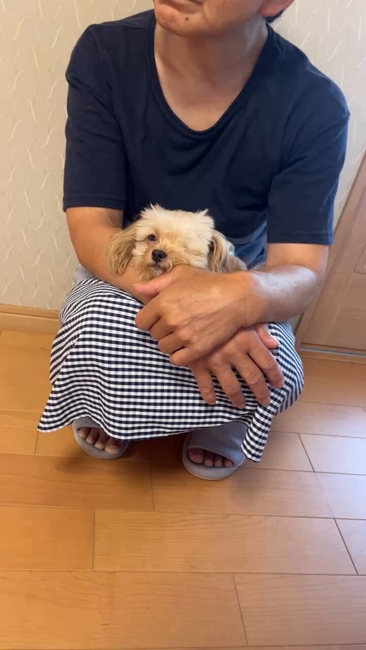スーディー☆彡チワプーちゃん チワプーの極小ちゃん | Royal Limousine Kennel