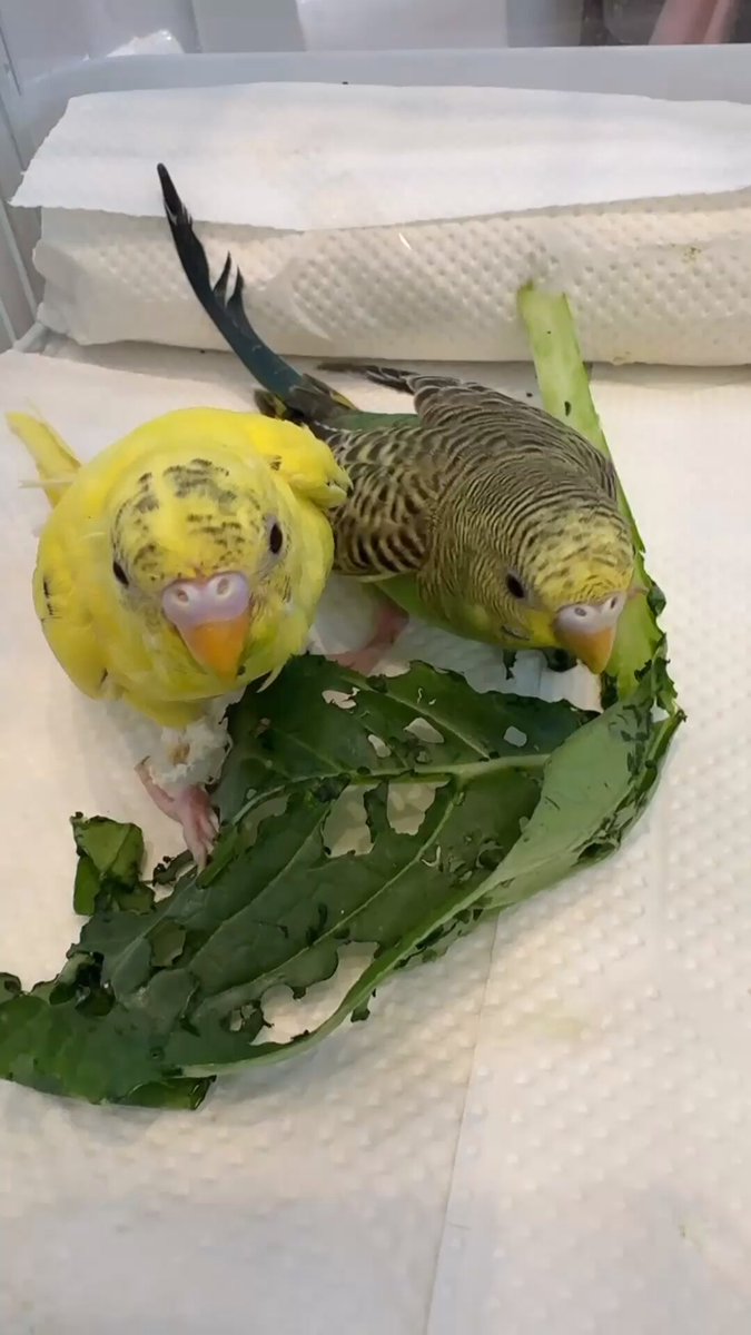 リクエストNO.2537セキセイ アキクサインコ4点セット リクエストNO.2537セキセイ アキクサインコ4点セット