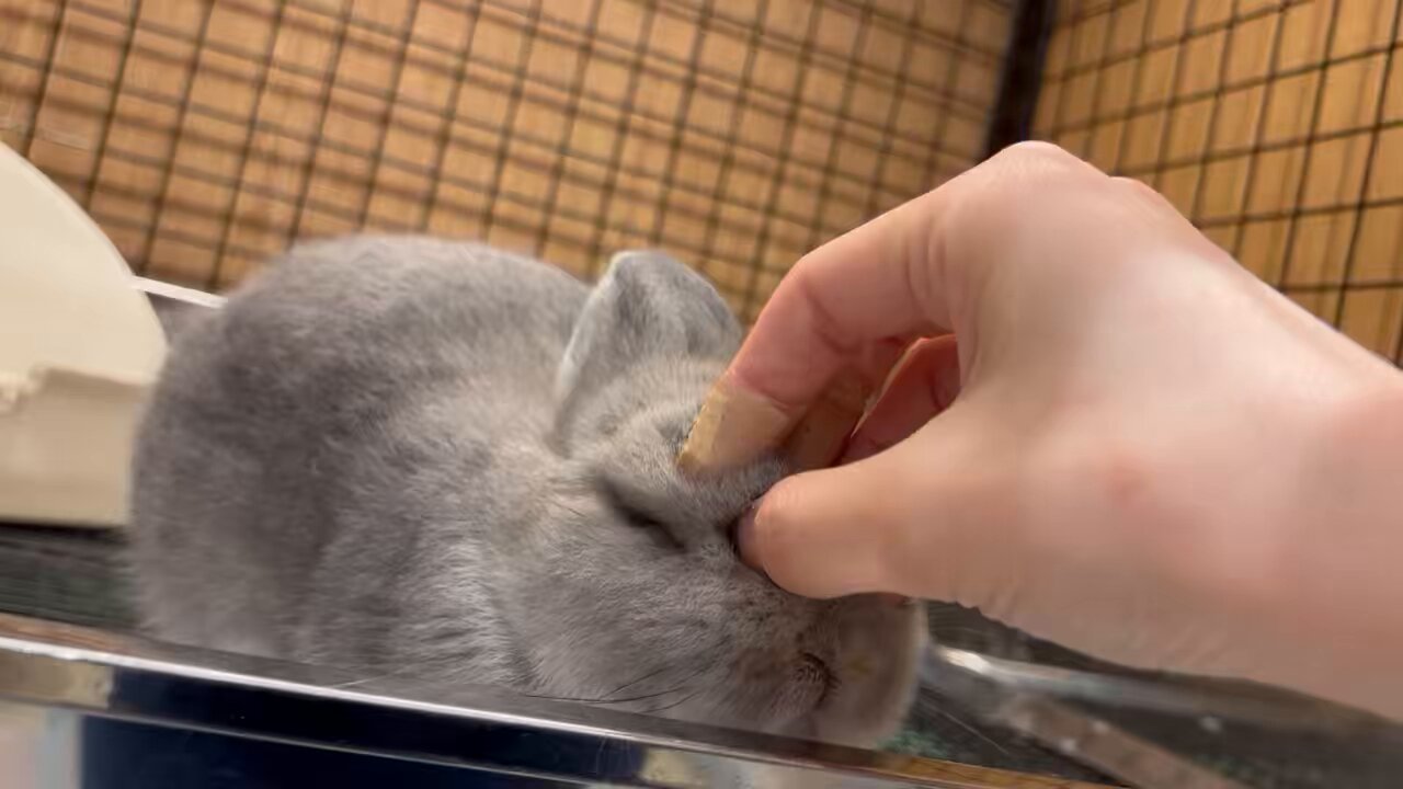 うさぎのひのき🌳 Hinoki bunny (@hinokiusa) / X