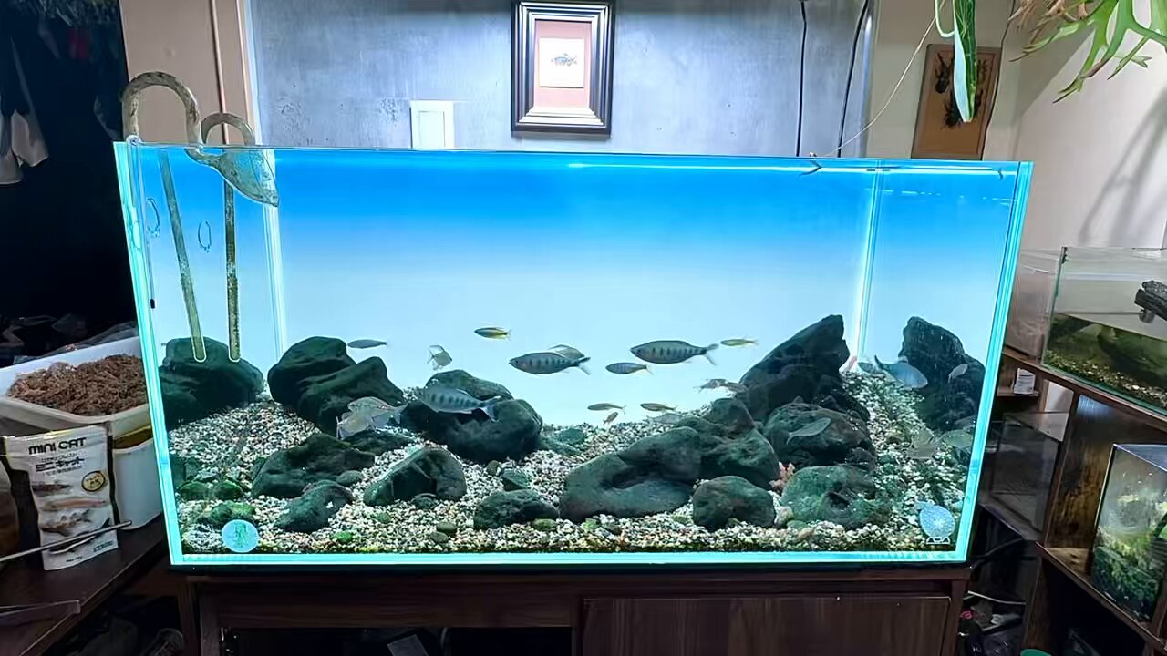 ゆゆゆぶり水草 000000000188-01-l.jpg?t=
