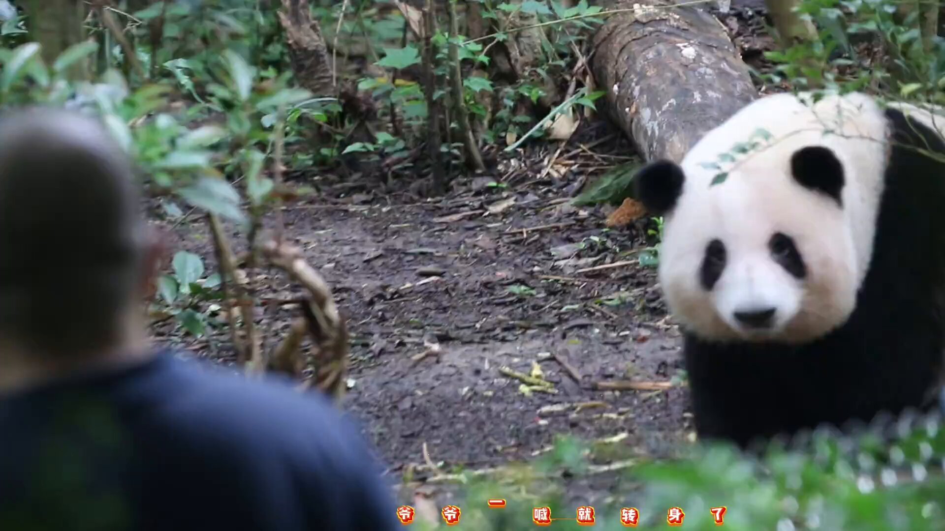 【猫熊】 Panda on X: 