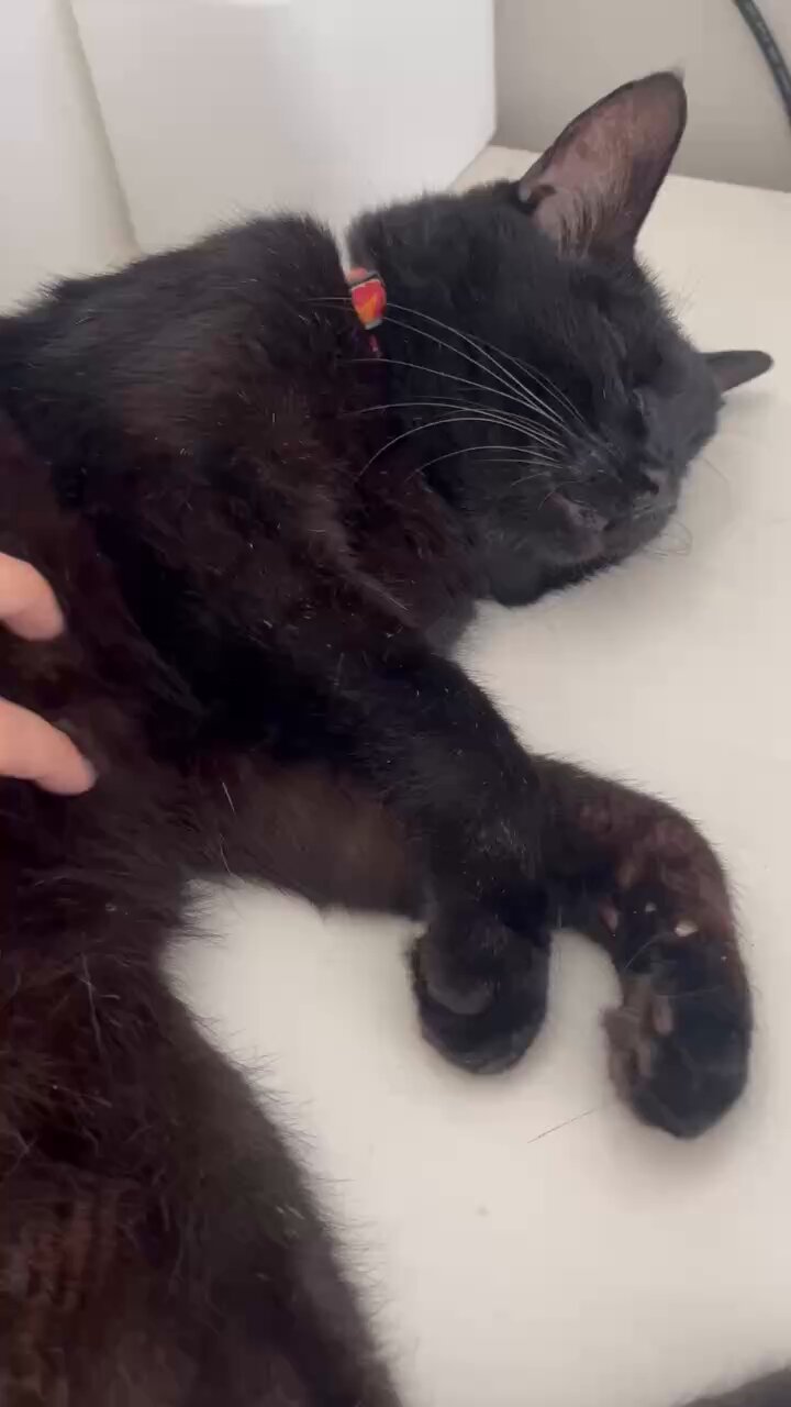 黒猫 足顎乗せ寝🦶🐾💤 . . . . . #黒猫#猫#保護猫#黒猫同盟#黒猫部