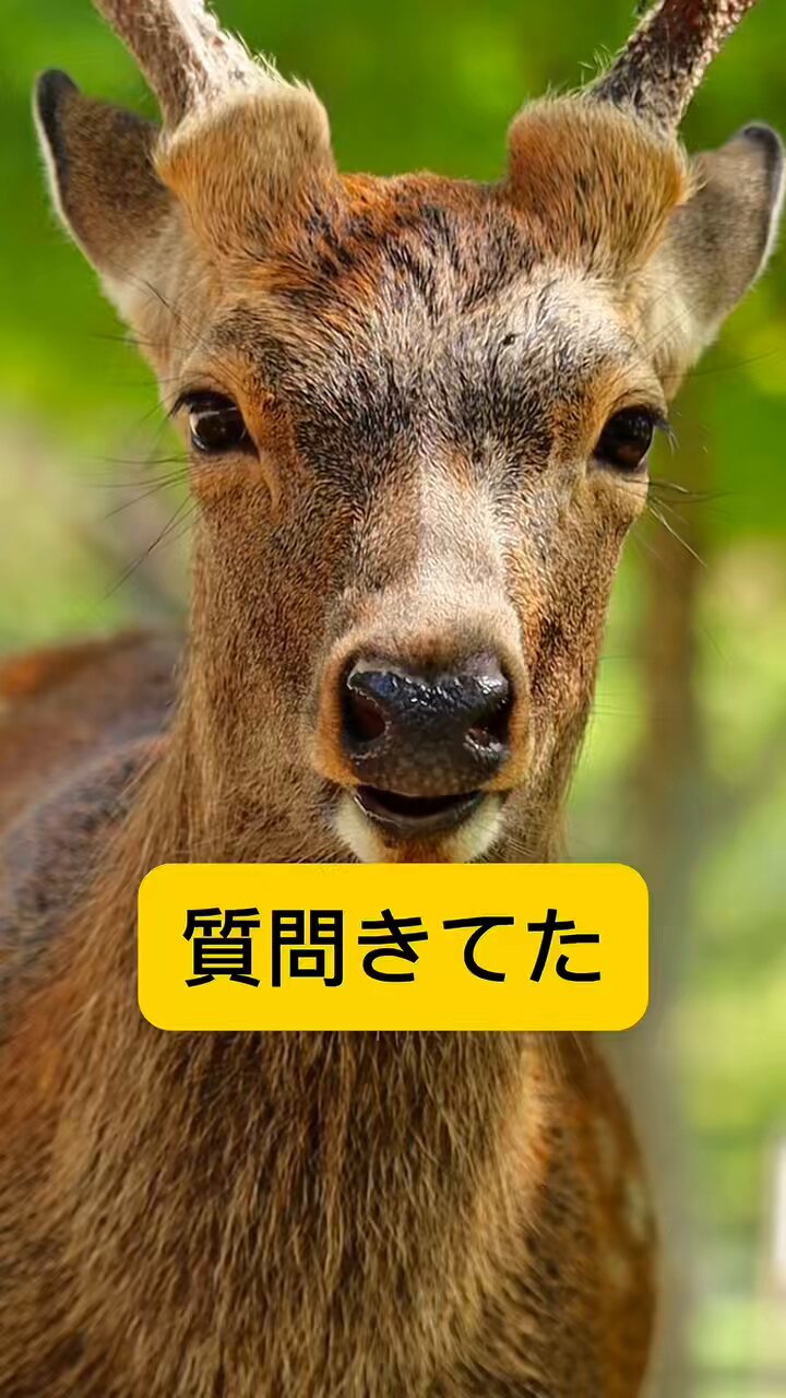 A deer / 鹿 鹿達の日常 【nara deer channel】 on X: