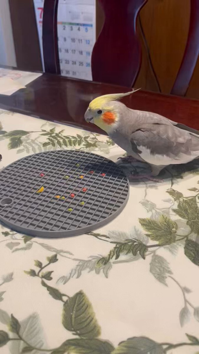 オカメインコさま専用ページ 最新画像になります☆こんにちは♪ホワイトフェイスのオカメさん