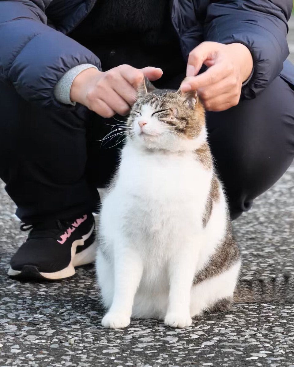 ふらんすねこ様♡ありがとうございます♡ i5rk31.jpg