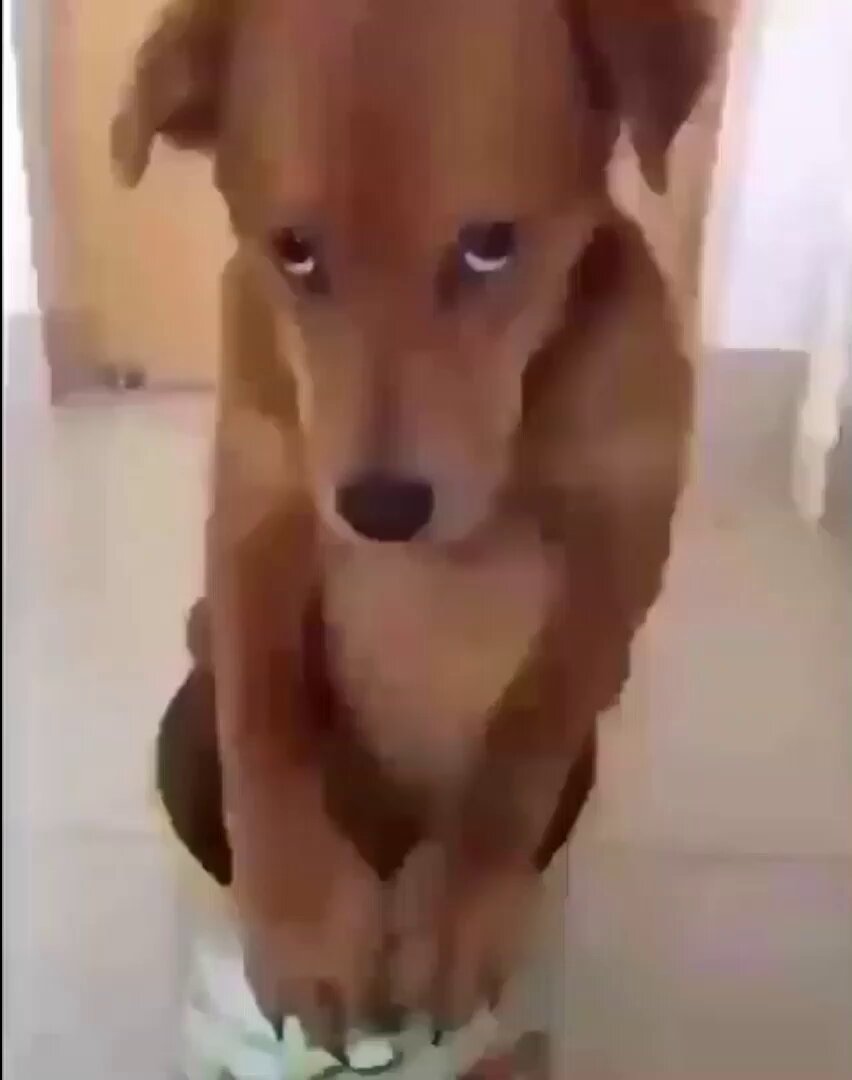 Video oleh @tannokasa4