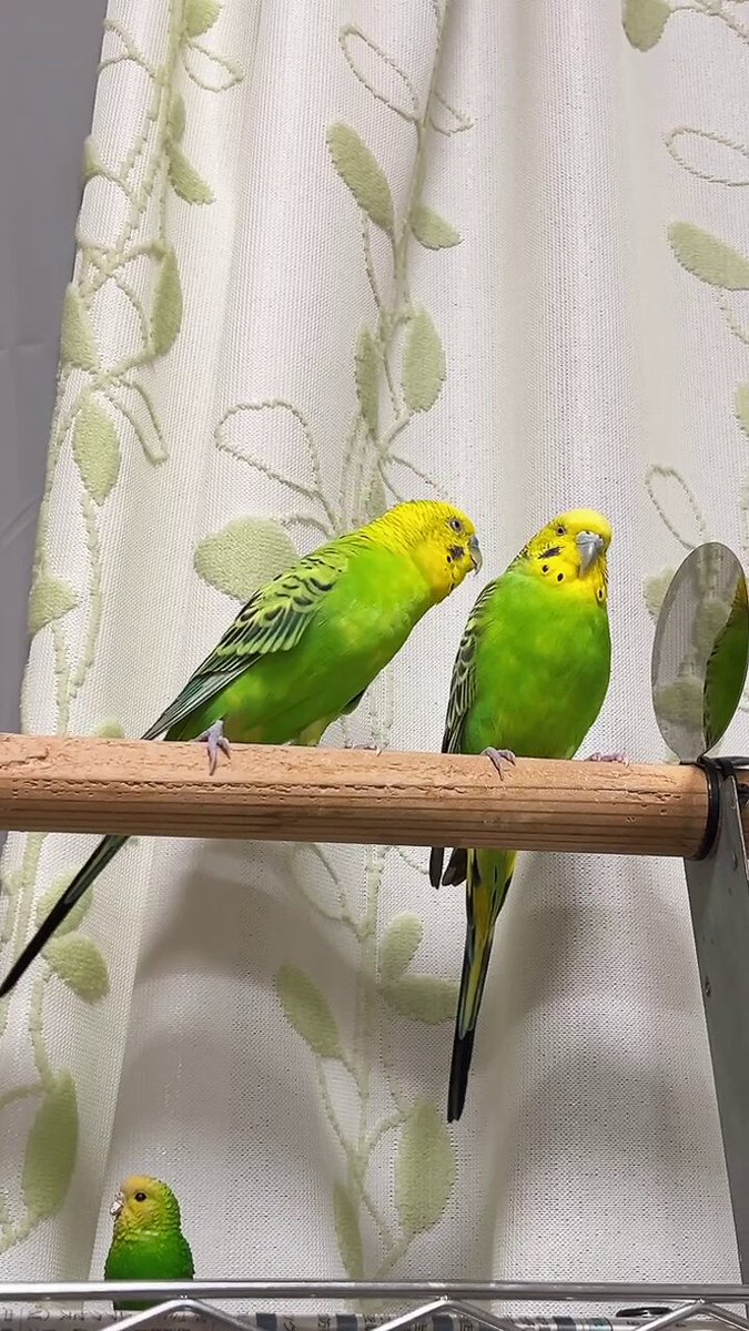リクエストNO.2537セキセイ アキクサインコ4点セット HD-FUYUYOZAKURA SE'22 F,S/STD | Deviser ｜株式会社ディ