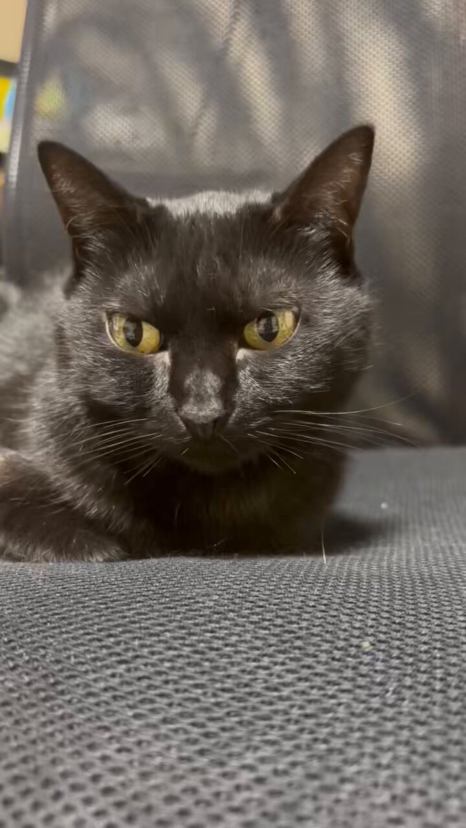 黒猫アルル on X: 