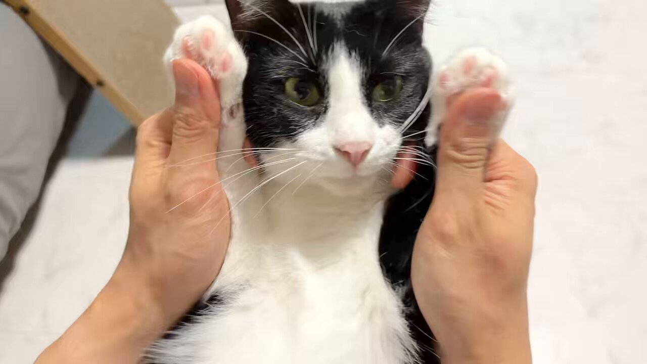 猫神様♪☆プロフちゃんと見て下さい 神猫ミーちゃんと猫用品召喚師の異世界奮闘記8 にゃんたろう(著