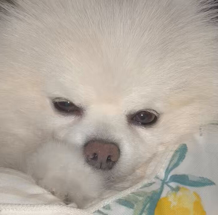 わんこです(´◡` )♩ 🤍 is it okay for these demon dogs to be your cupid