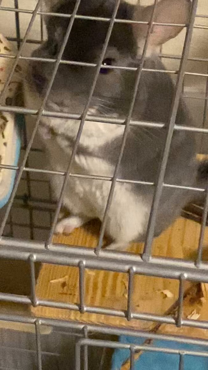 チンチラおぷー