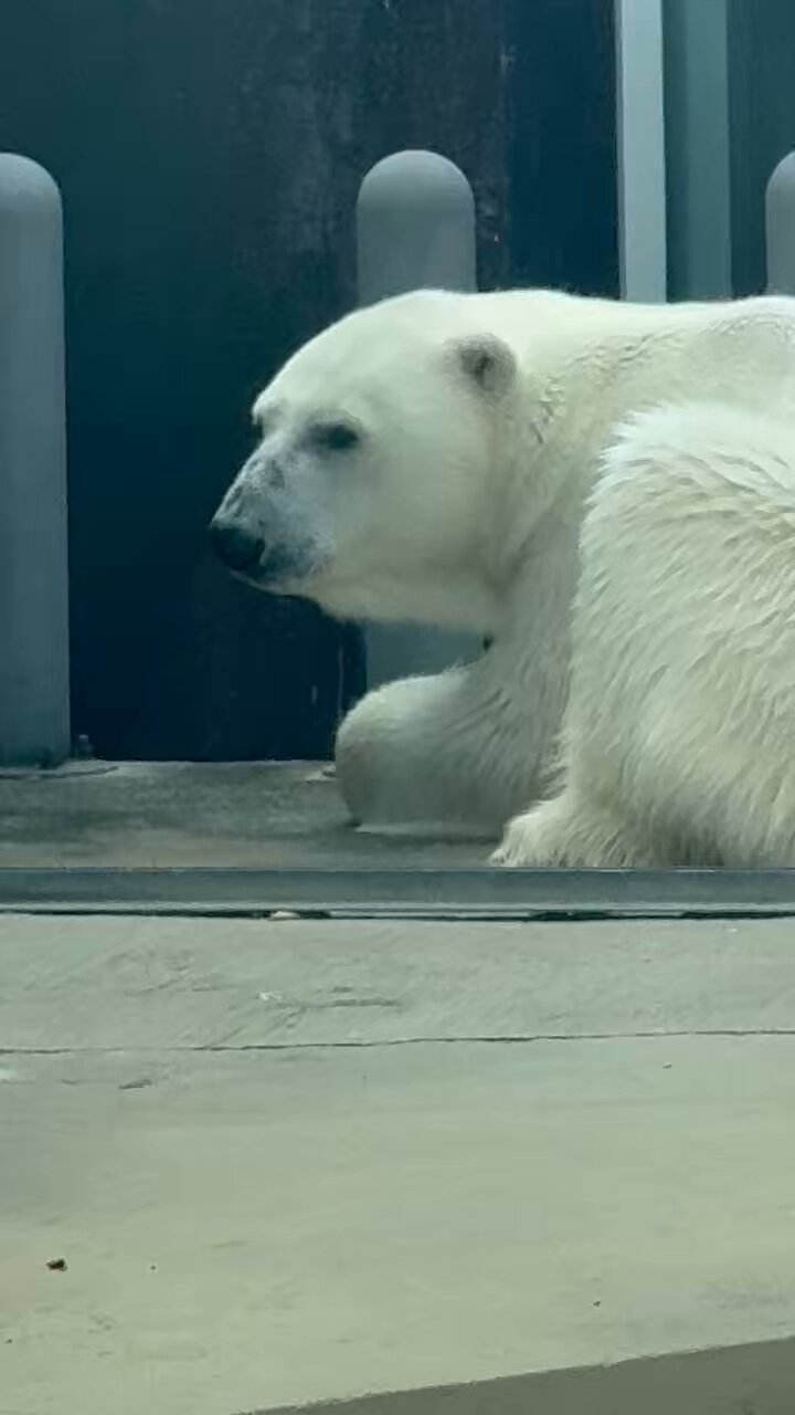 ✨ズーラシア新商品！ホッキョクグマ6種セット✨ 公式】横浜市立よこはま動物園 ズーラシア on X: 