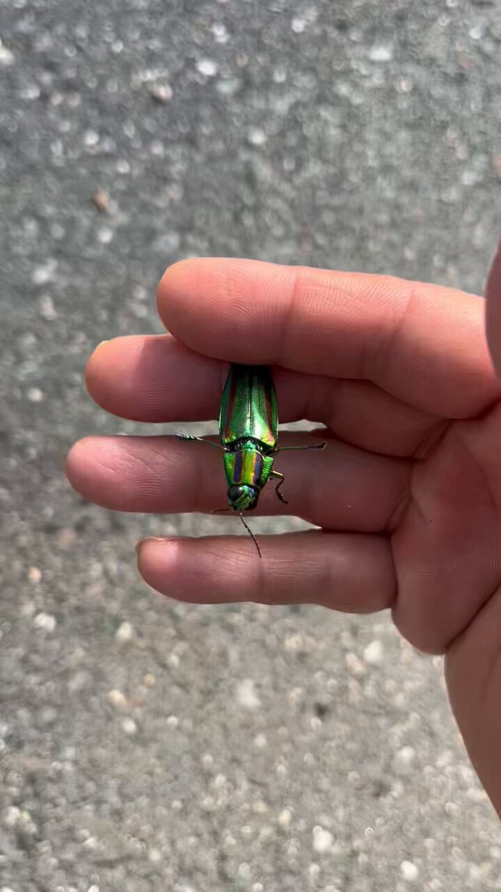 に*ー様 希少 A1 ムカシタマムシ Calodema suhandae 標本 に*ー様 希少 A1 ムカシタマムシ Calodema suhandae 標本 - メルカリ