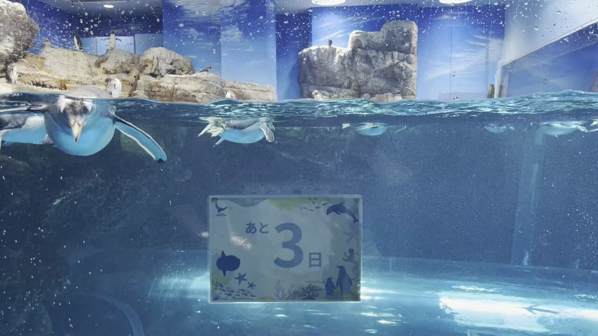 しものせき水族館「海響館」公式 on X
