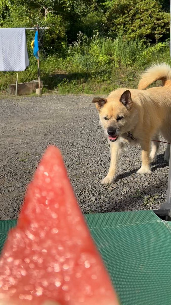 いぬになります。 忠犬もちしば うめ おてだまマスコット ぬいぐるみ
