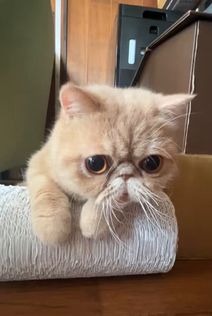 ちゃちゃ☘️可愛い猫ちゃんいます❤︎໒꒱様 Posts with replies by may (@8gatos) / X