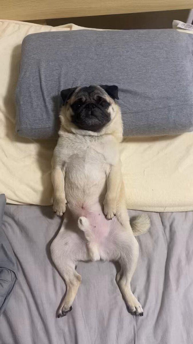 1/6 パグ Pug 犬 「おやすみモード」 うつ伏せ 仰向け 2種 ＆ ベッド 1/6 パグ Pug 犬 「おやすみモード」 うつ伏せ 仰向け 2種 ＆ ベッド