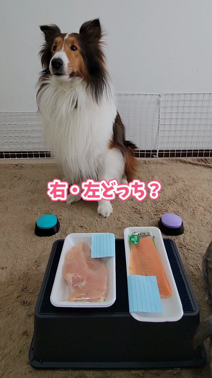 りんた Talking Dog Rinta - YouTube