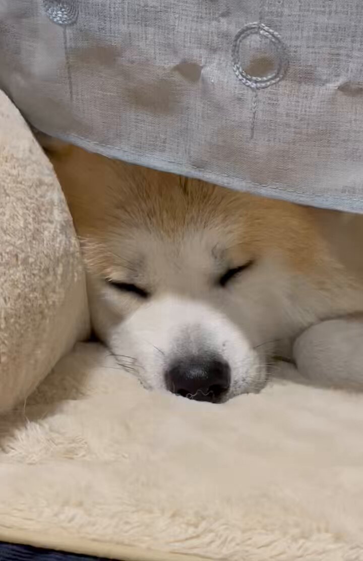 くり　もじゃ犬　うたたね　白オレンジ 秋田犬 もも on X: 