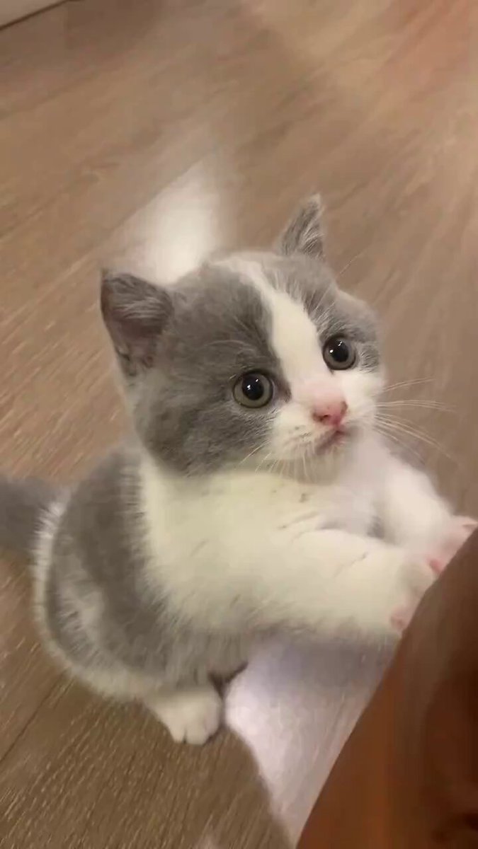 こねこ図鑑 on X: 