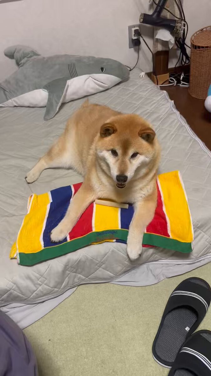 柴犬おもち on X: 