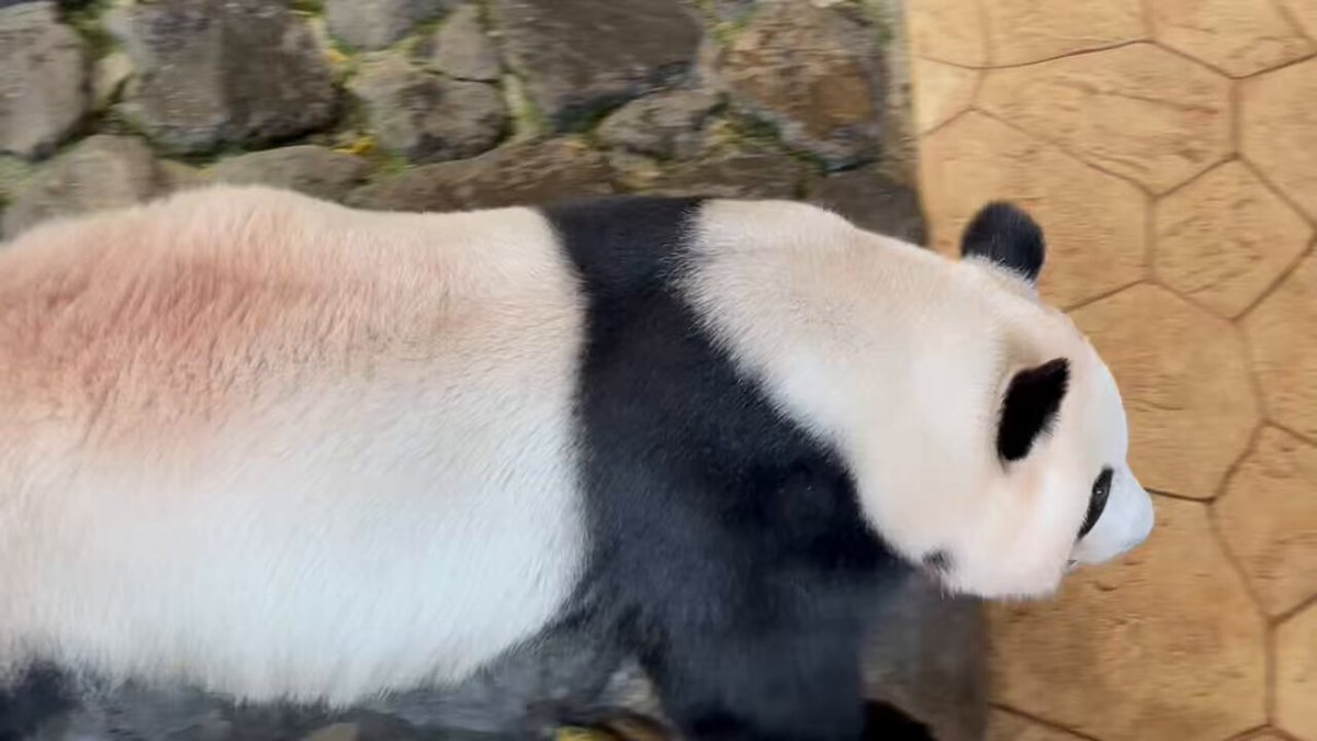 パンダちゃん。ホヨヨ、スヤスヤ。 パンダちゃん。ホヨヨ、スヤスヤ。｜商品一覧｜現代アート通販