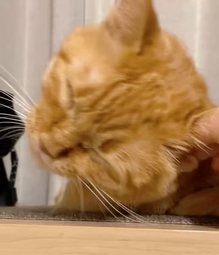 つぶねこページ 終了しました】Kenji Yanobe “船仔貓 SHIP'S CAT in Pingtung