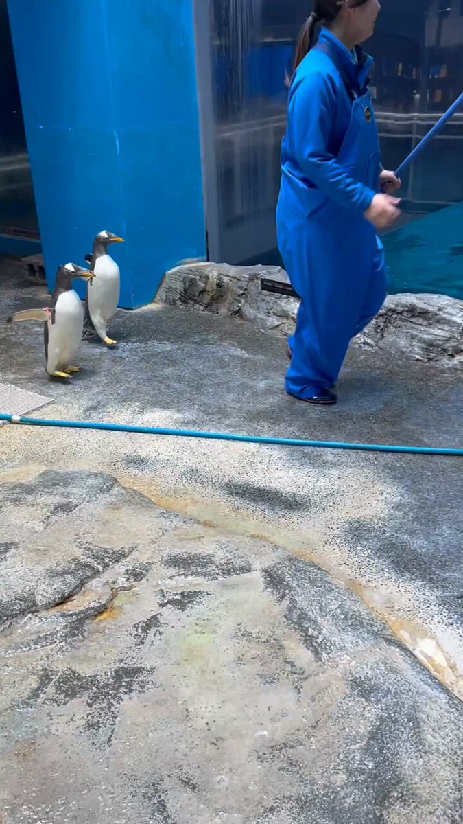 長崎ペンギン水族館【公式】 on X: 