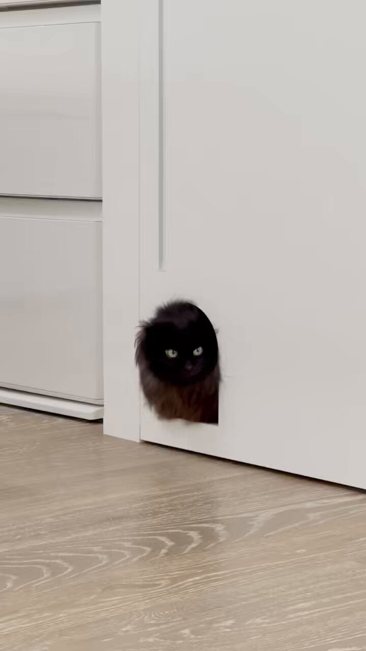 ねこさん ねこさん🦉元保護猫フクロウ on X: 