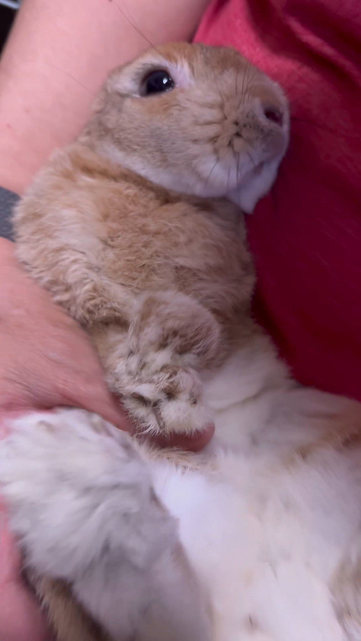 うさぎ様♡ うさぎのらてちゃん。 on X: 