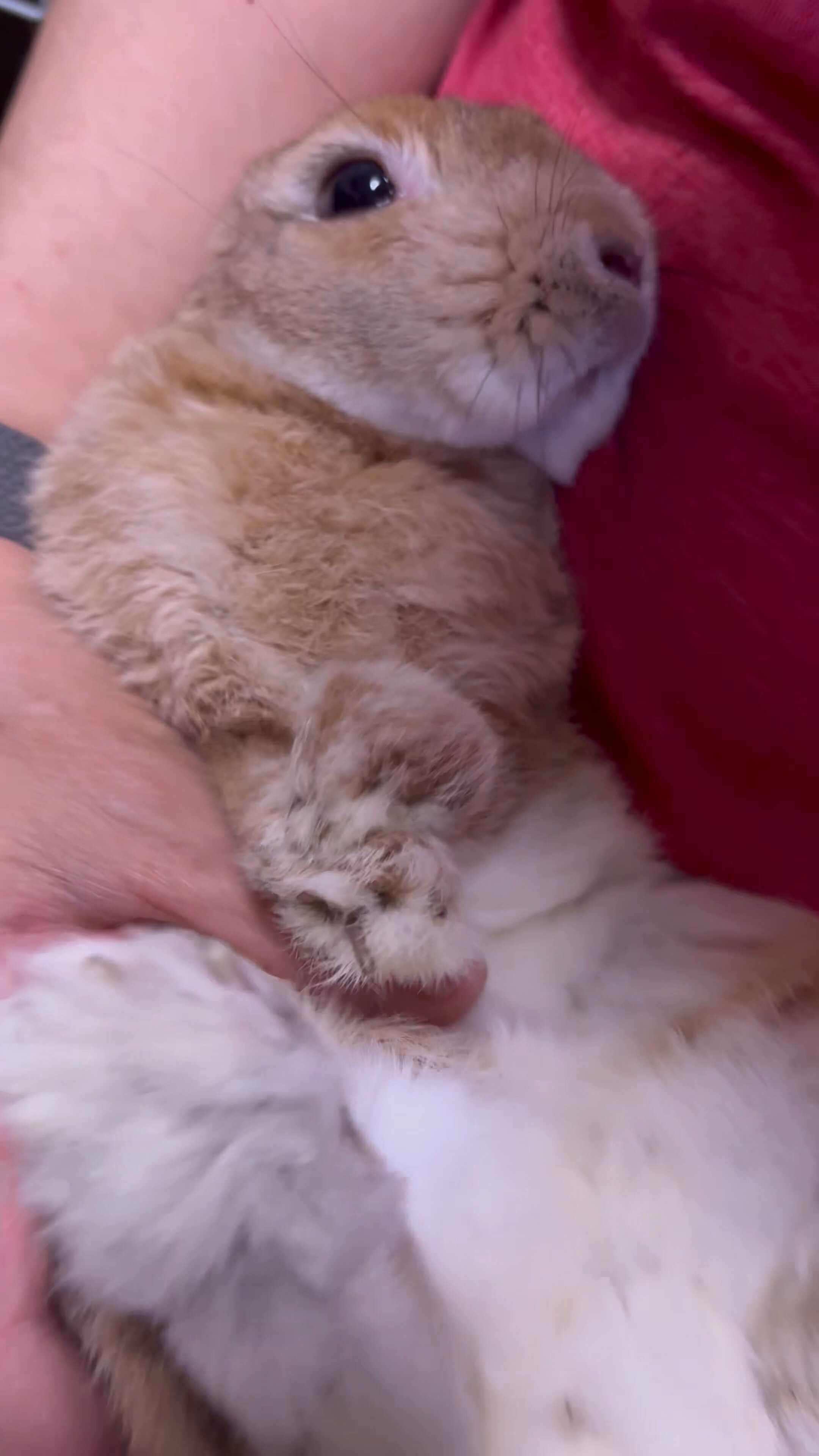 うさぎのらてちゃん。 on X: 