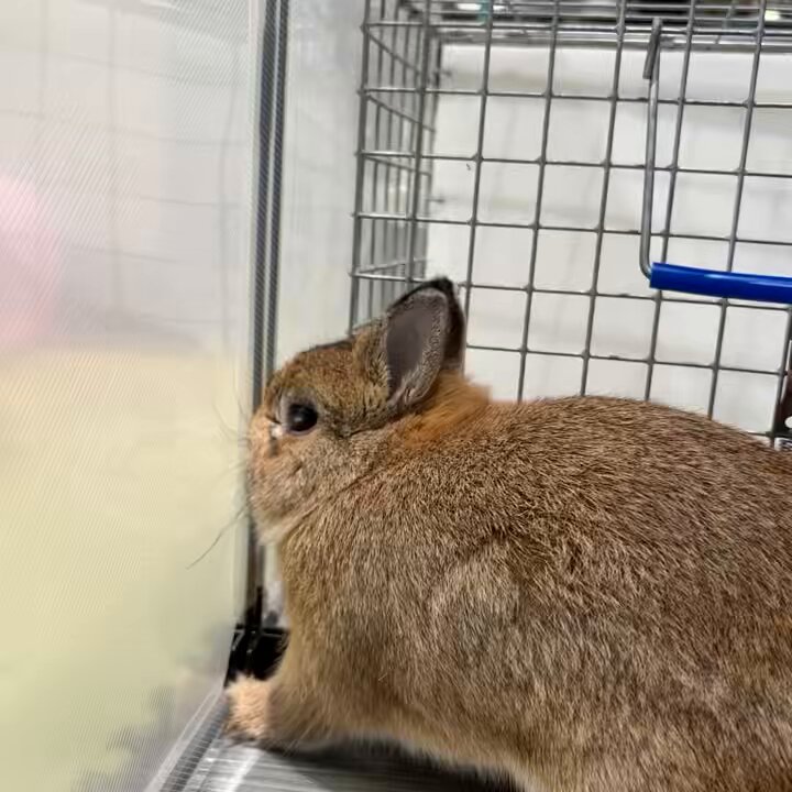 うさぎさん専用 おらいさんのパステルブロッサムの札のみ （パステルブロッサム