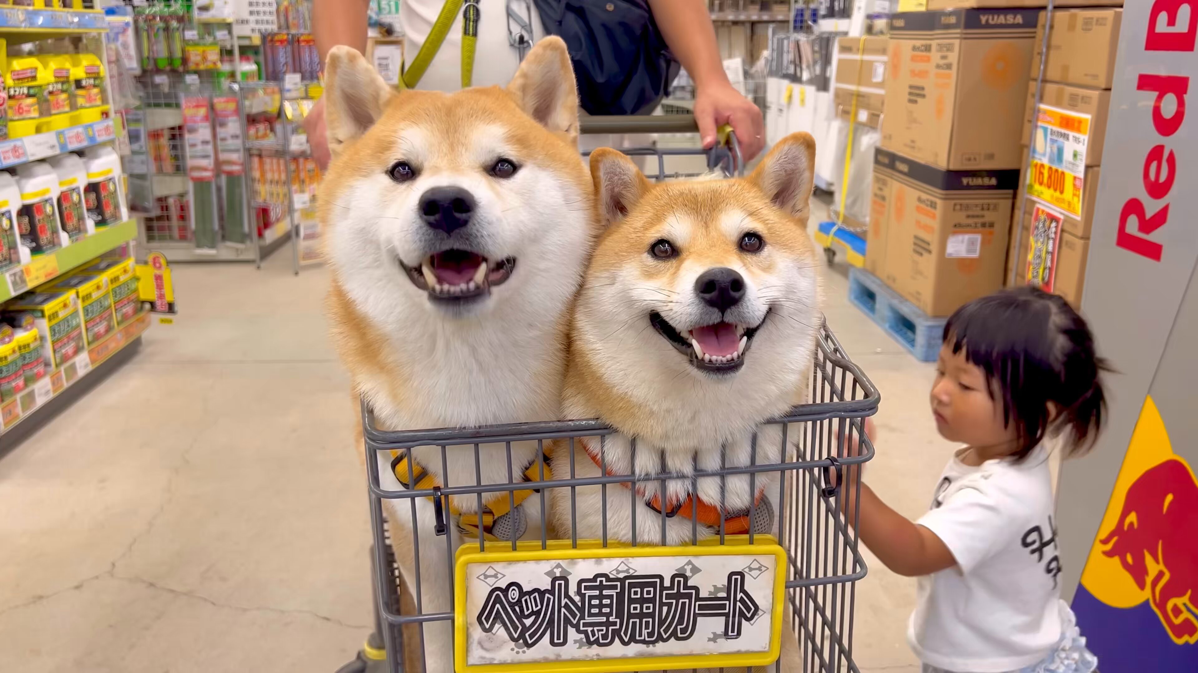 柴犬 - Search / X