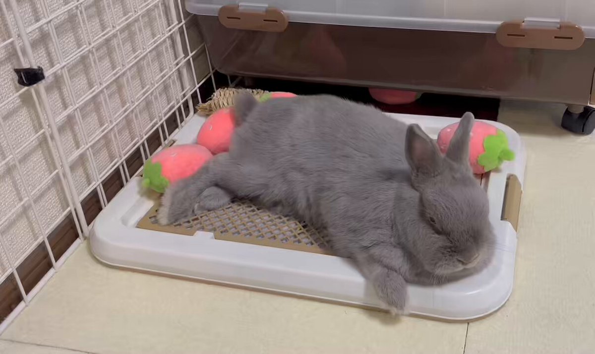 ヒノキのうさぎ様 うさぎのひのき🌳 Hinoki bunny (@hinokiusa) / X