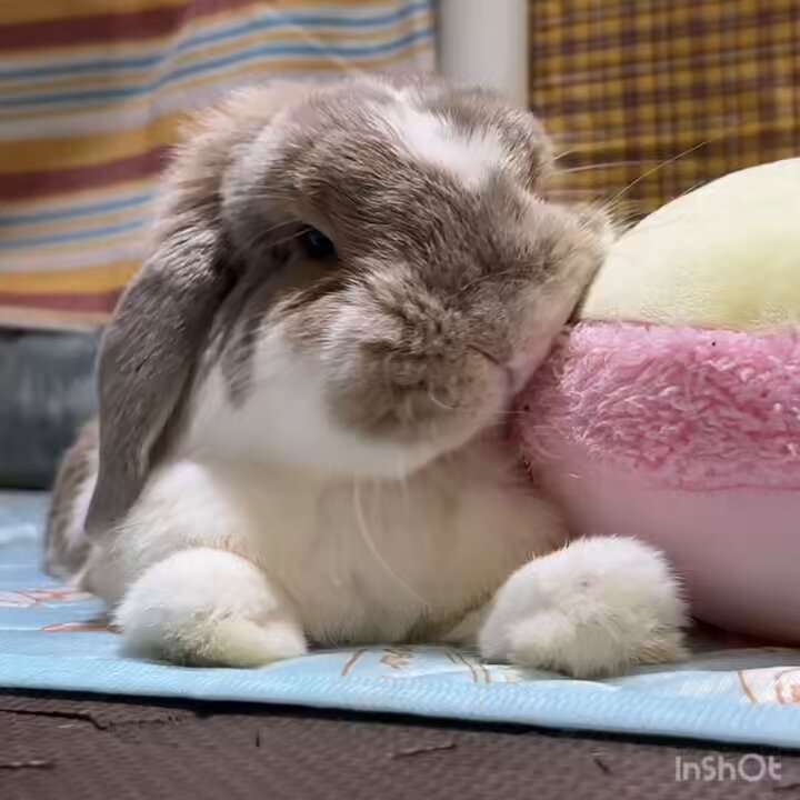 うさぎのココ on X: 