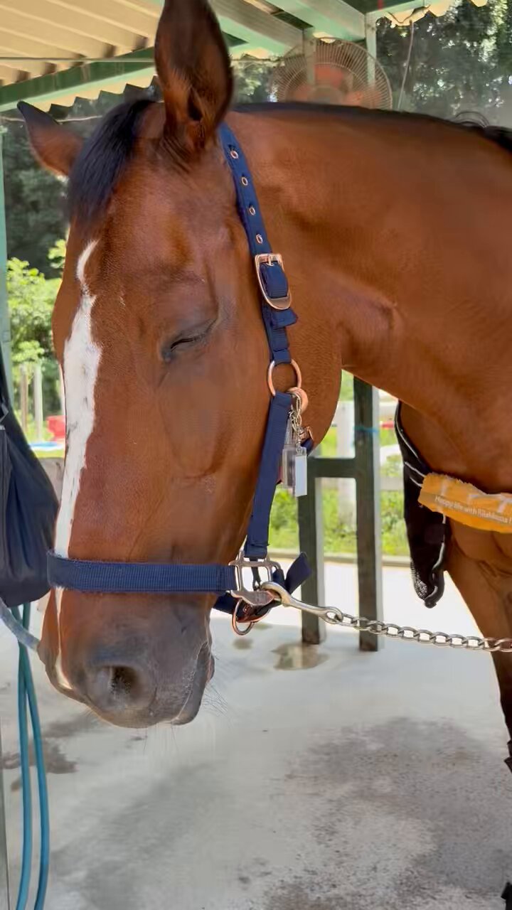競馬 引退品 Yahoo!オークション -「引退」(競馬) (スポーツ)の落札相場