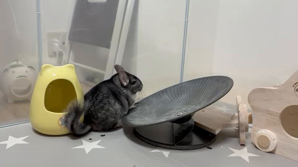 チンチラの桃ちゃん on X: 