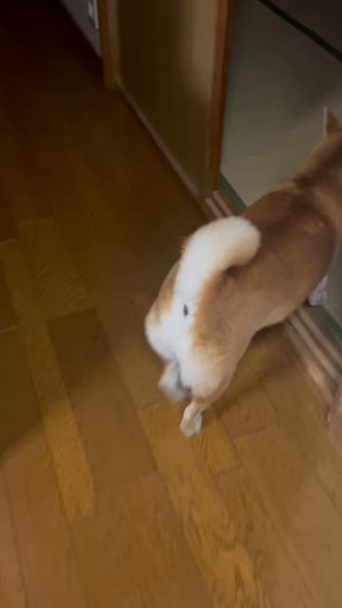 柴りん様 リクエスト 6点 まとめ商品 柴犬りんご🍎今日も暑いね。 #柴犬 #しばいぬ #犬 #shiba #柴犬