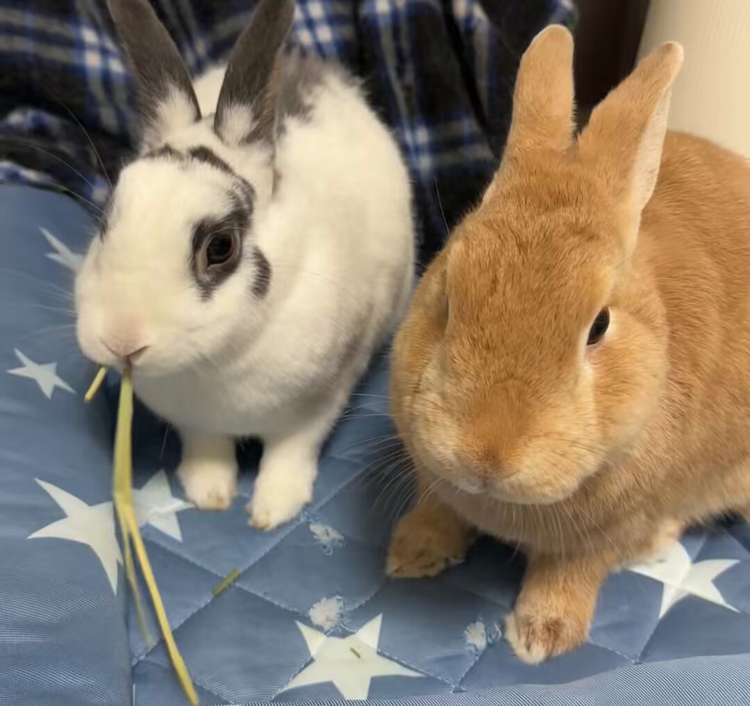うさぎもち on X: 