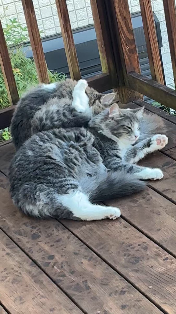 オミ a.k.a.”不死身の男_カレー🍛と猫🐈‍⬛Love