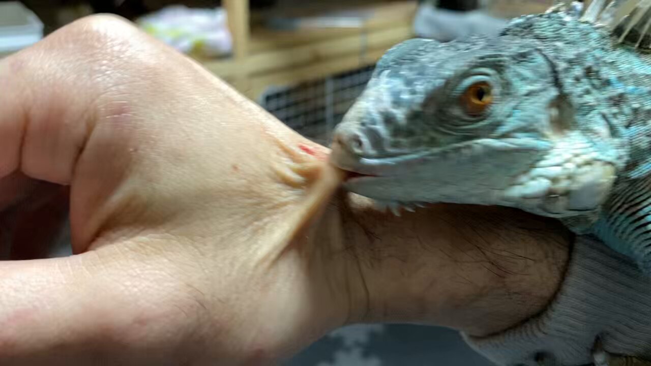 ONE PIECE / Iguana ワンピースアート/イグアナ イグアナ - 検索 / X