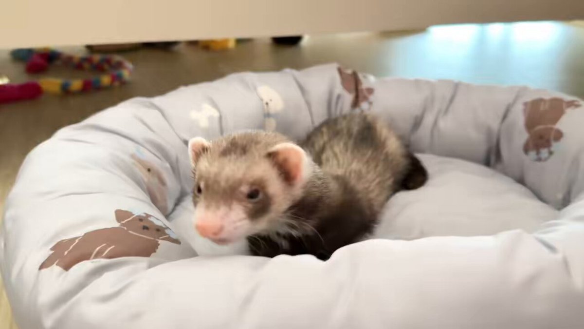 確認ページ♡猫ちゃん4匹♡フェレット10匹 フェレット - Search / X