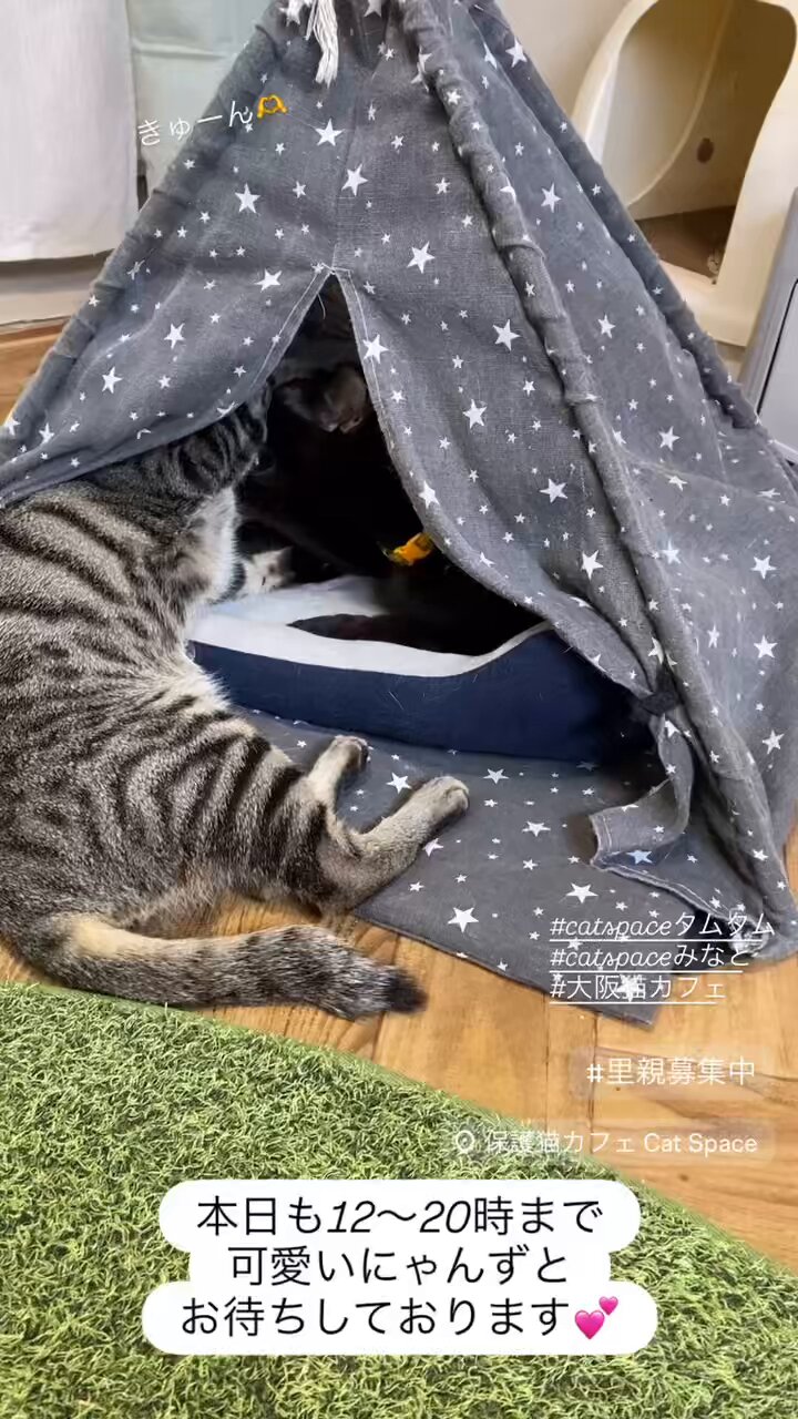 保護猫カフェ Cat Space【里親募集・大阪/天満】 on X: 