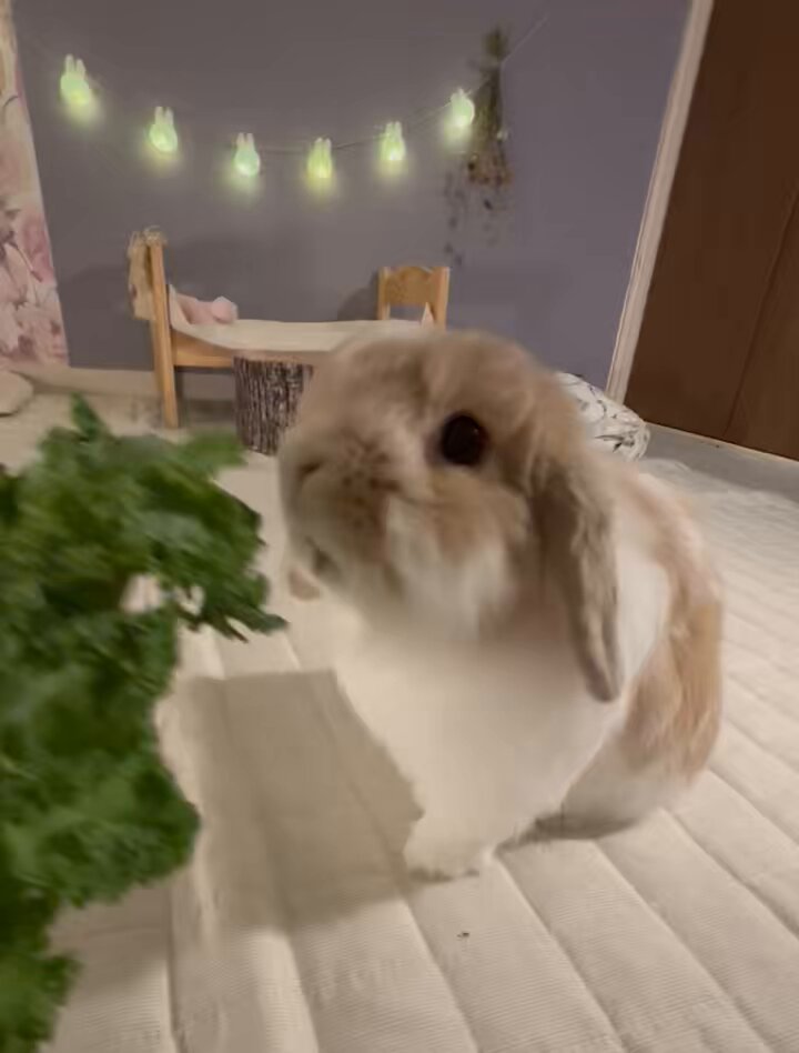 うさぎ うさぎのチャイ on X: 