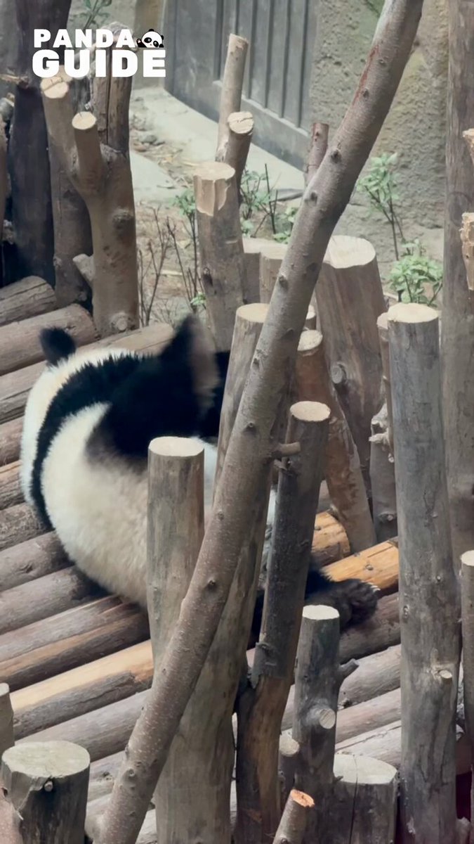 【猫熊】 Panda on X: 